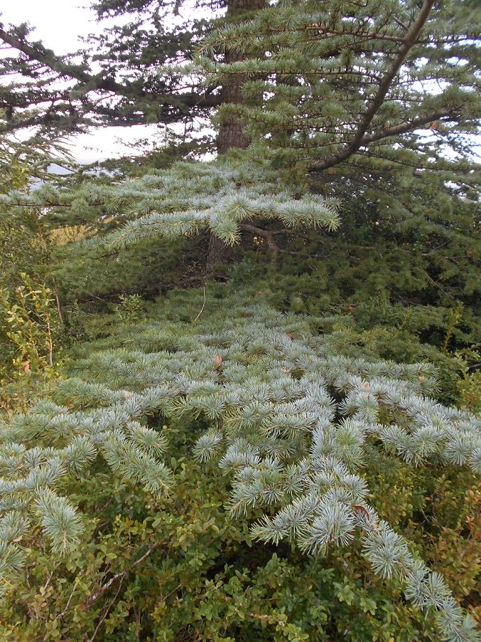 Epicéa du Colorado 2 (DOUTE) - Copie.JPG