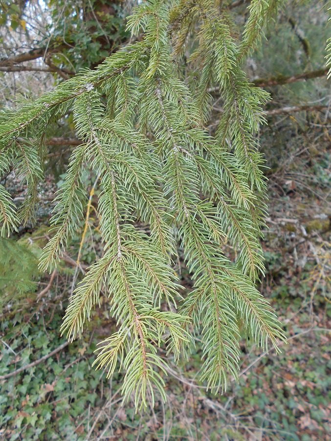 Epicéa commun (Picea abies).JPG