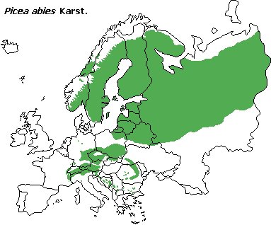 Picea_abies.png
