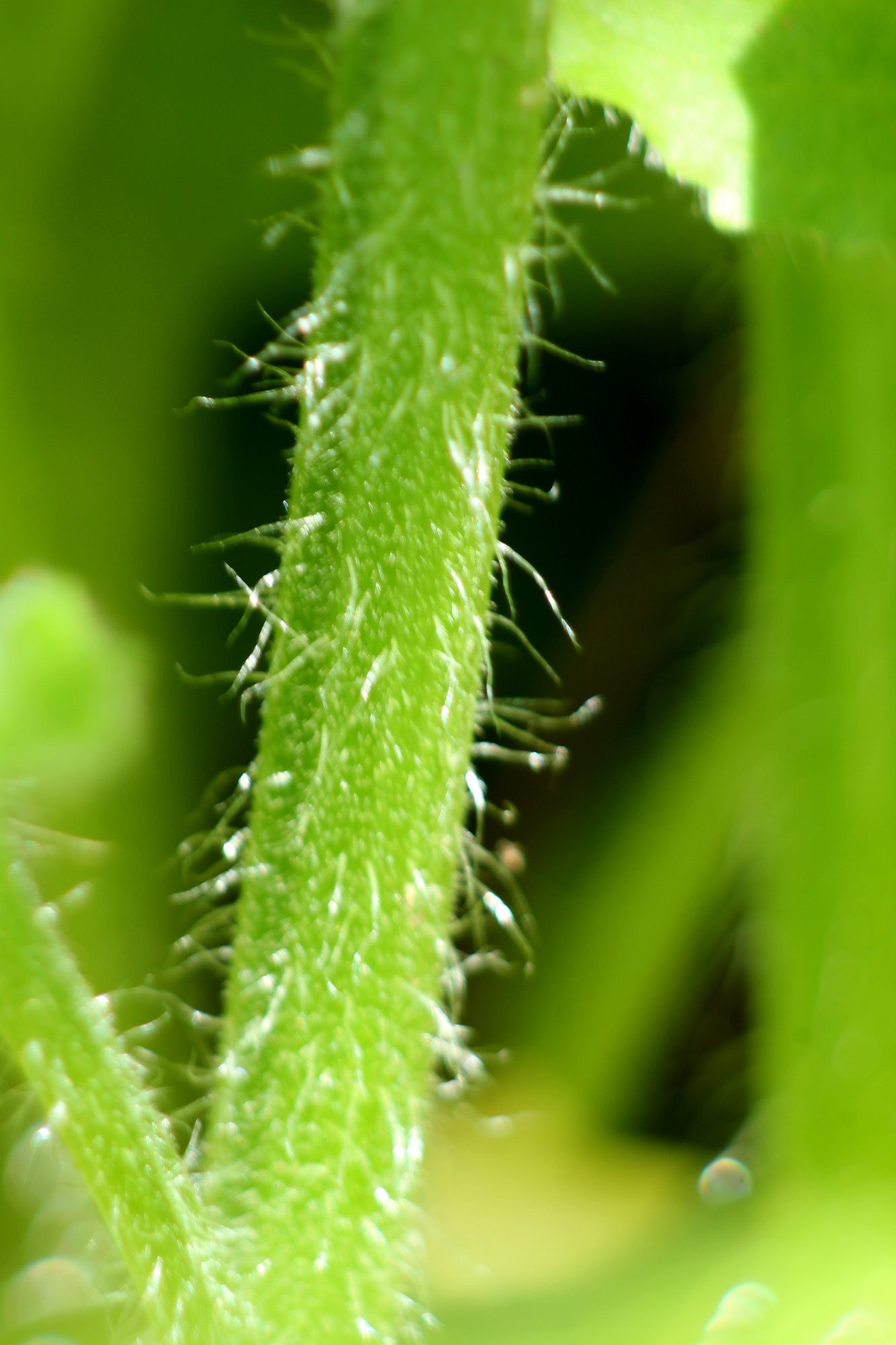 Doronic - Tige_2913.JPG