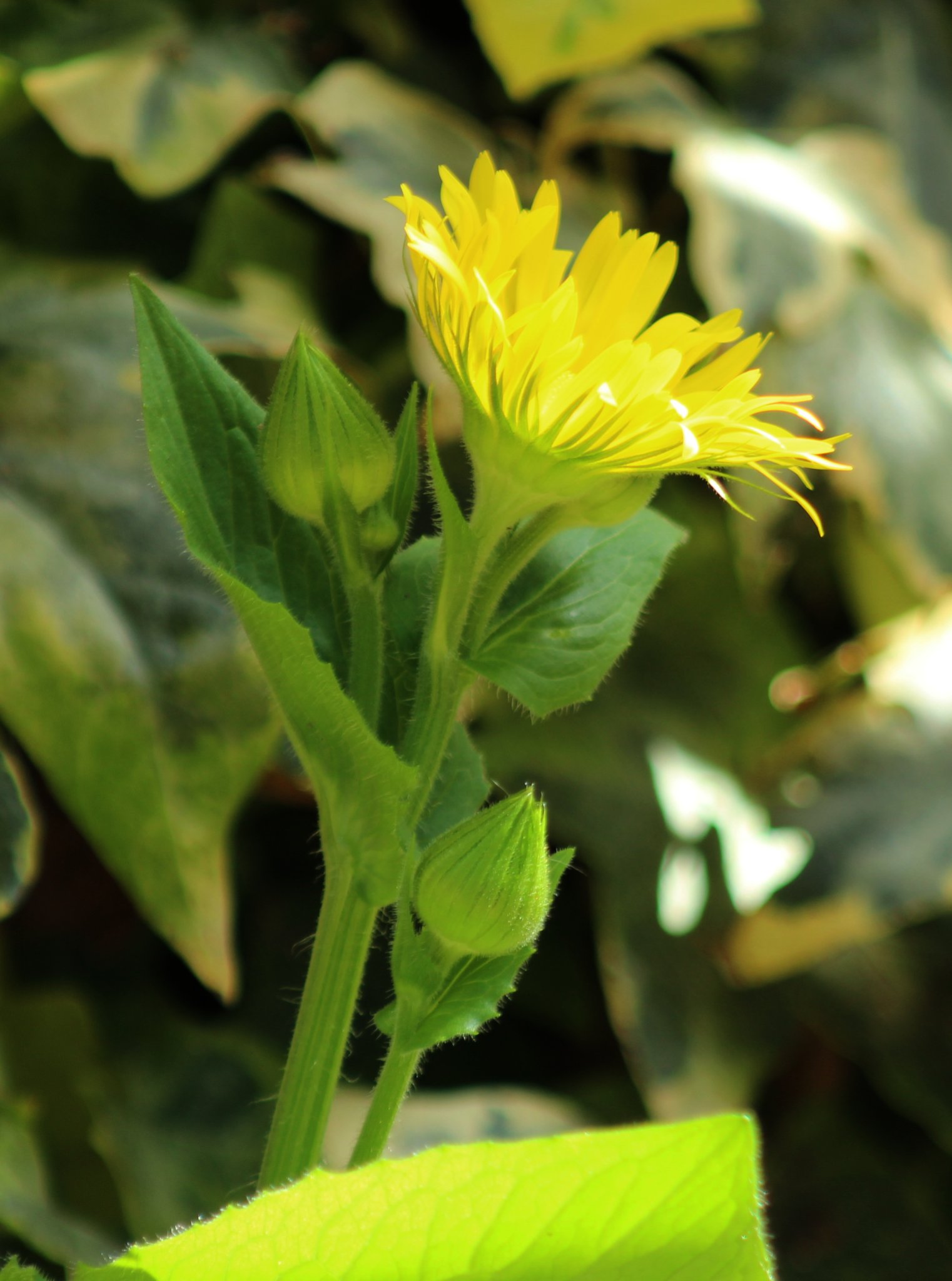Doronic - Capitules_2908.JPG
