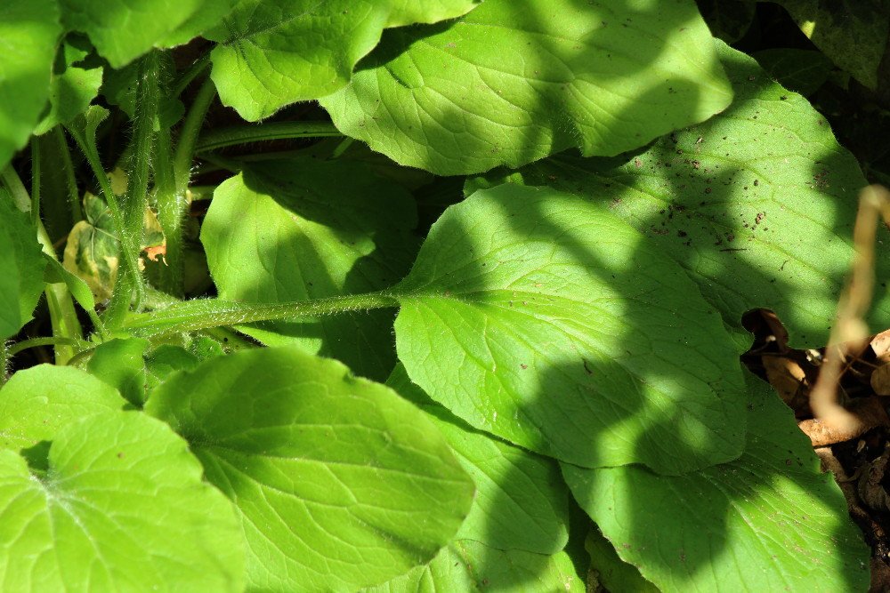 Doronic - feuilles basales_2915.JPG
