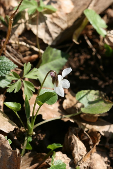 Violette blanche (Viola alba subsp. scotophylla) 4.jpg