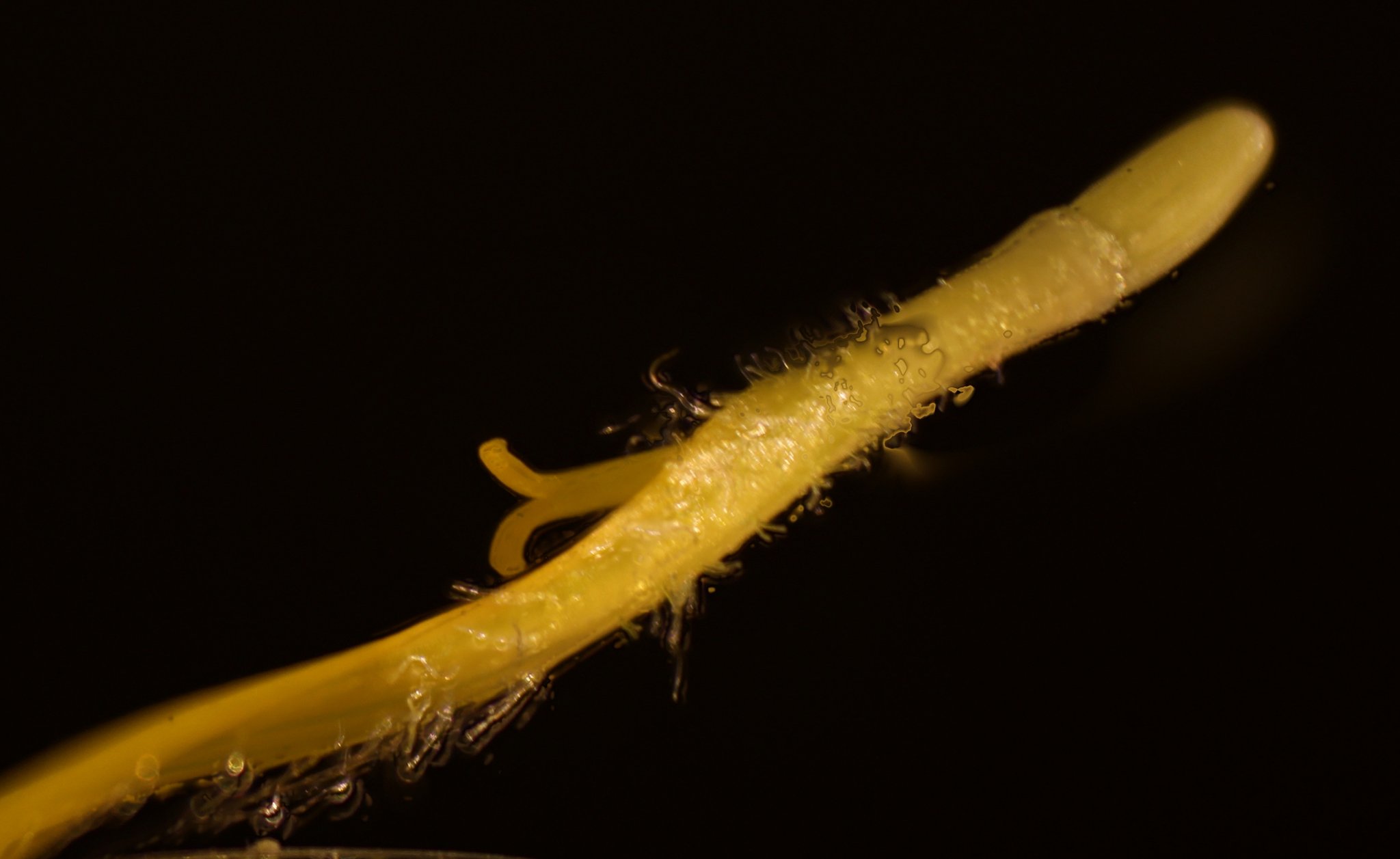 Doronic - Fleur ligulée 02.JPG