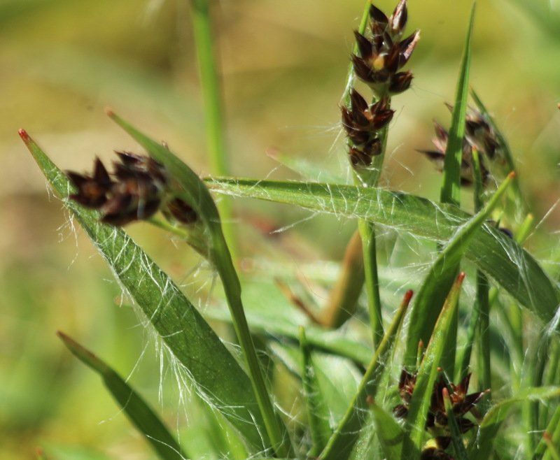 Carex feuilles - 80mm allonge.JPG