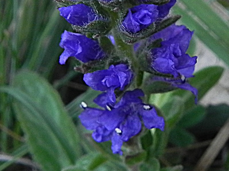 DSCN7727b.JPG