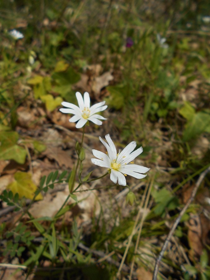 Stellaire ou Ceraiste des champs (DOUTE) - Copie.JPG