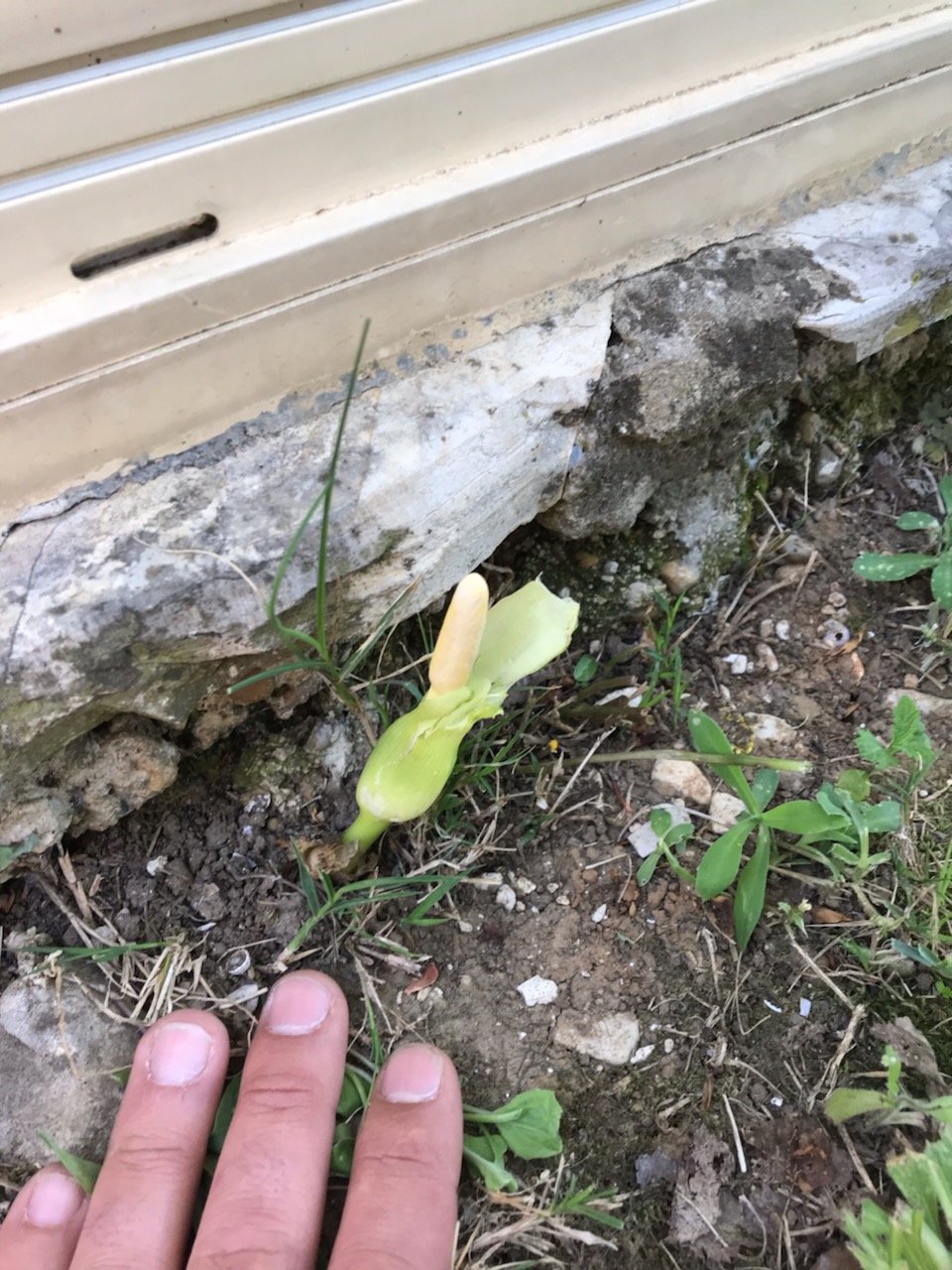 Plante.jpg
