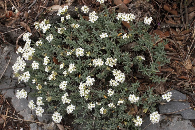 Brassicacées - x - Aude red 1.jpg