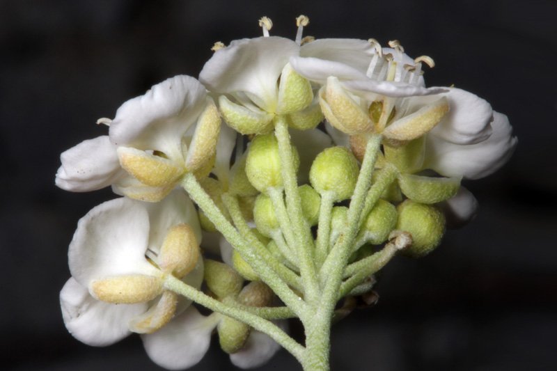 Brassicacées - x - Aude red 2.jpg