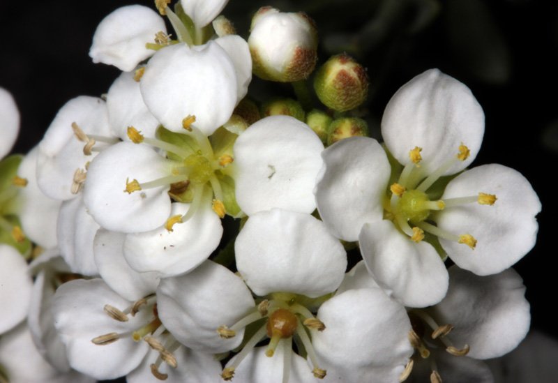 Brassicacées - x - Aude red 3.jpg