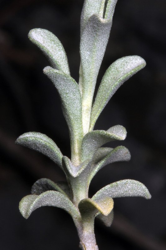 Brassicacées - x - Aude red 4.jpg