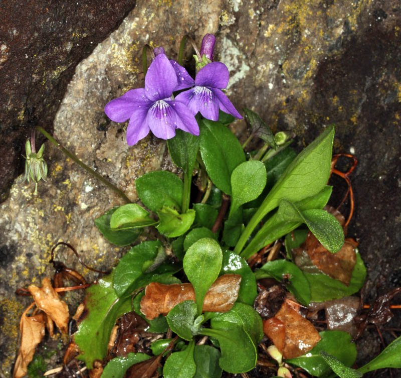 Violacées - Viola canina ssp ruppii - red 1.jpg