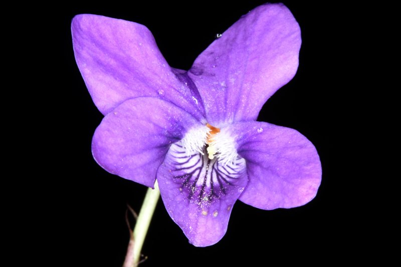 Violacées - Viola canina ssp ruppii - red 2.jpg