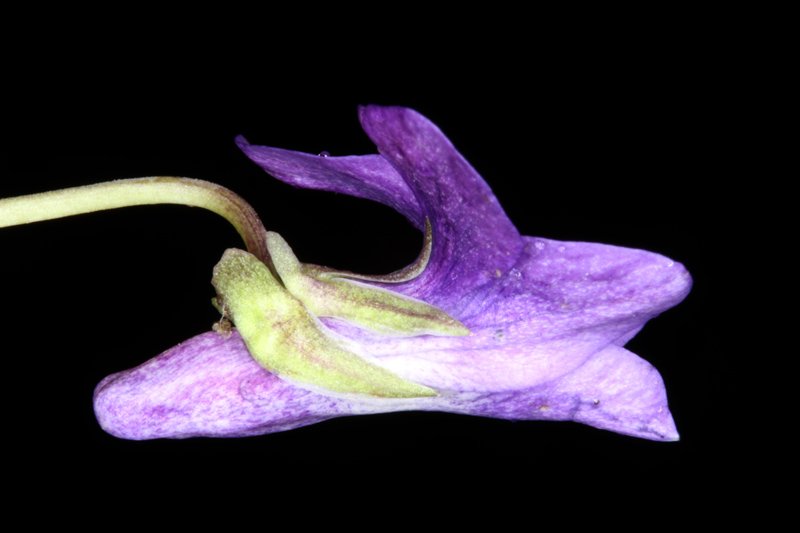 Violacées - Viola canina ssp ruppii - red 3.jpg