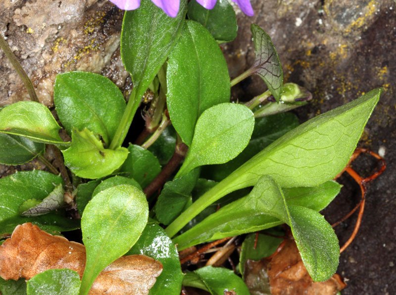 Violacées - Viola canina ssp ruppii - red 4.jpg