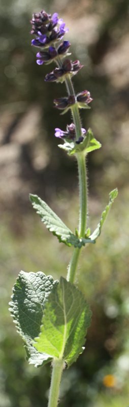 Lamiacées - Nepeta nepetella - Sierra de Cazorla Andalousie red 1.jpg