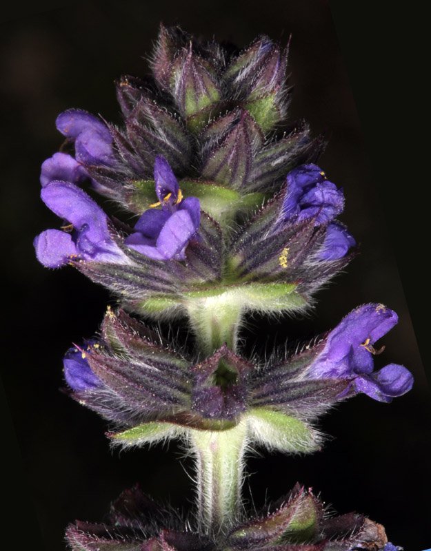 Lamiacées - Nepeta nepetella - Sierra de Cazorla Andalousie red 2.jpg