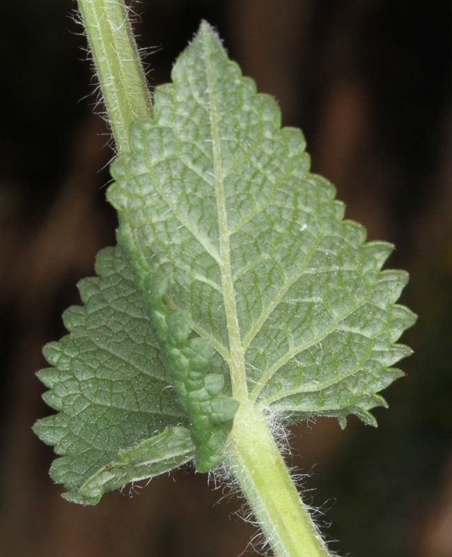 Lamiacées - Nepeta nepetella - Sierra de Cazorla Andalousie red 4.jpg