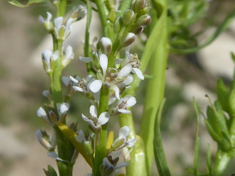 Brassicacée blanche Grèce J 3  (1) W.jpg