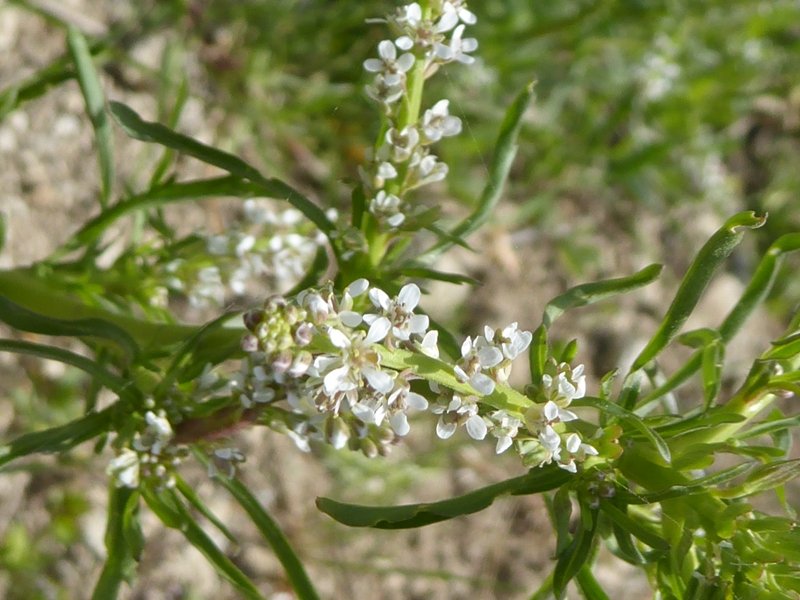 Brassicacée blanche Grèce J 3  (3) W.jpg