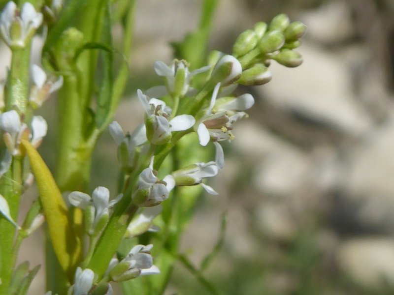 Brassicacée blanche Grèce J 3  (4) W.jpg