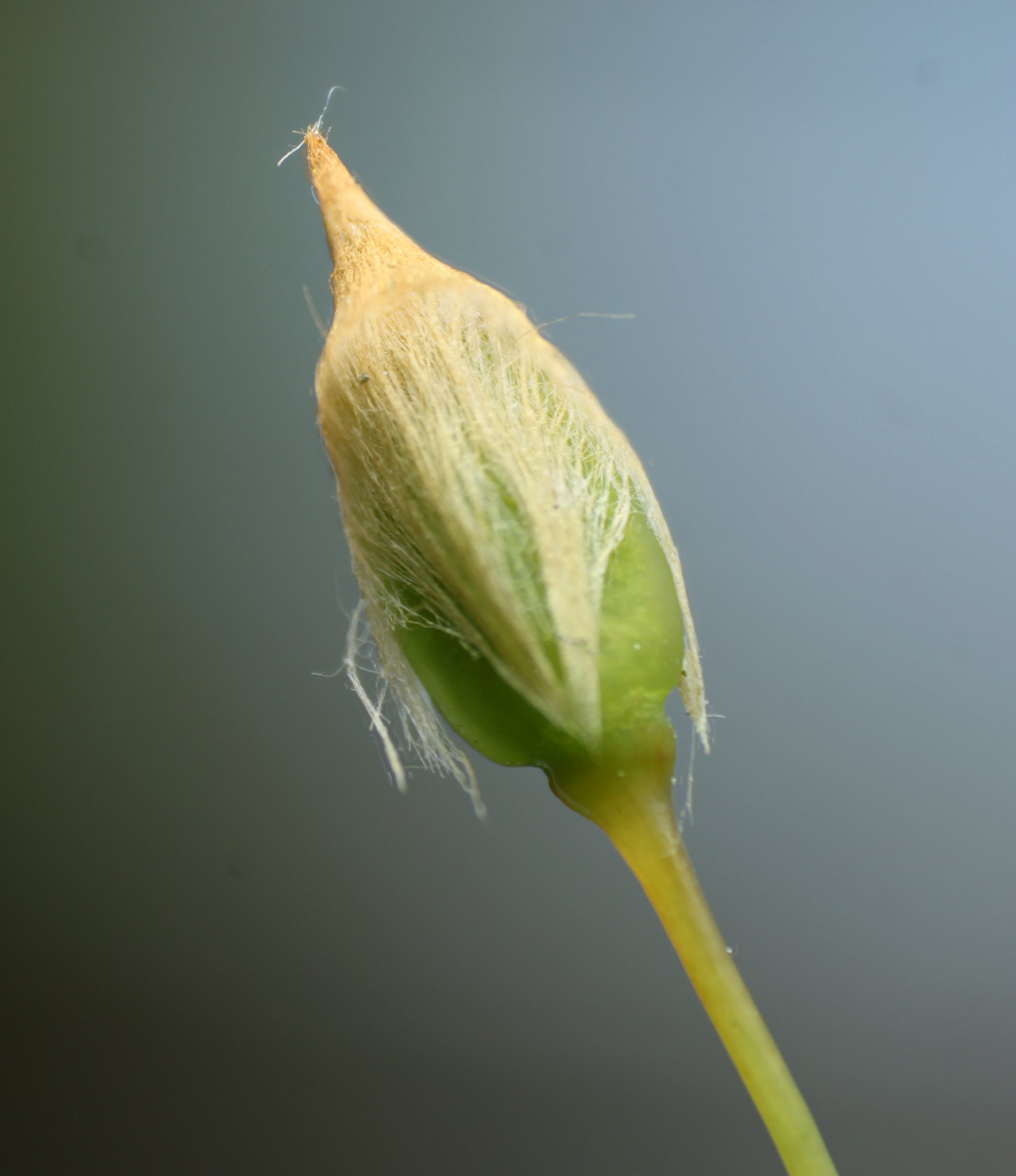 Capsule sporangiale_R.JPG