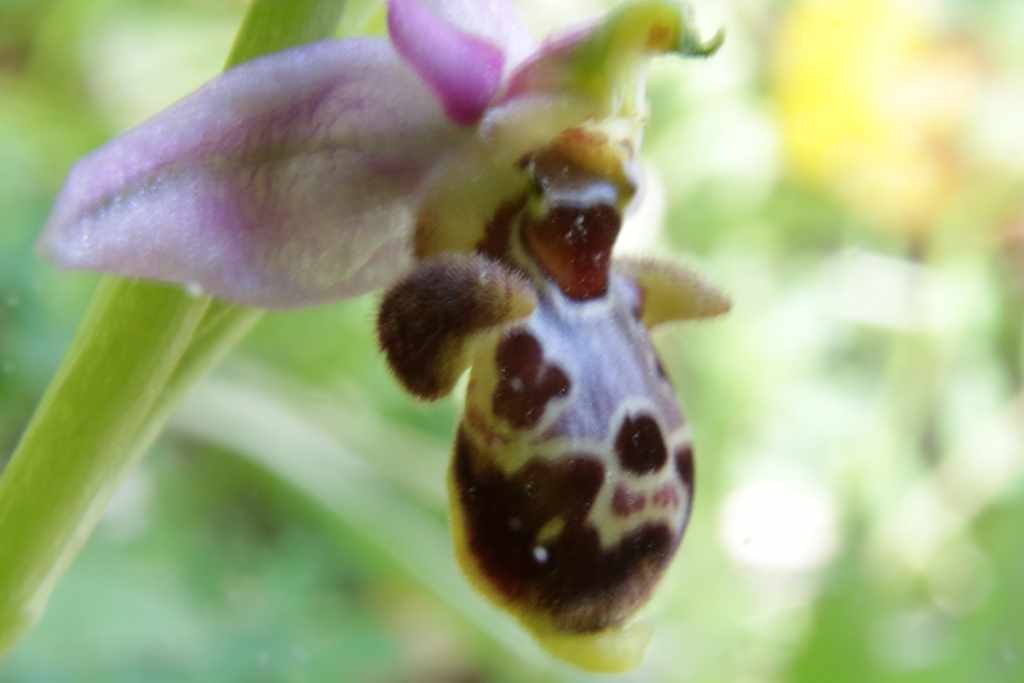 ophrys apifera.jpg