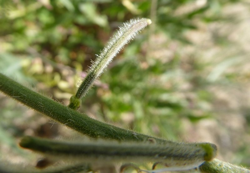 Brassicacée grande fruit  Grèce L2 Pyli   (8) W.jpg