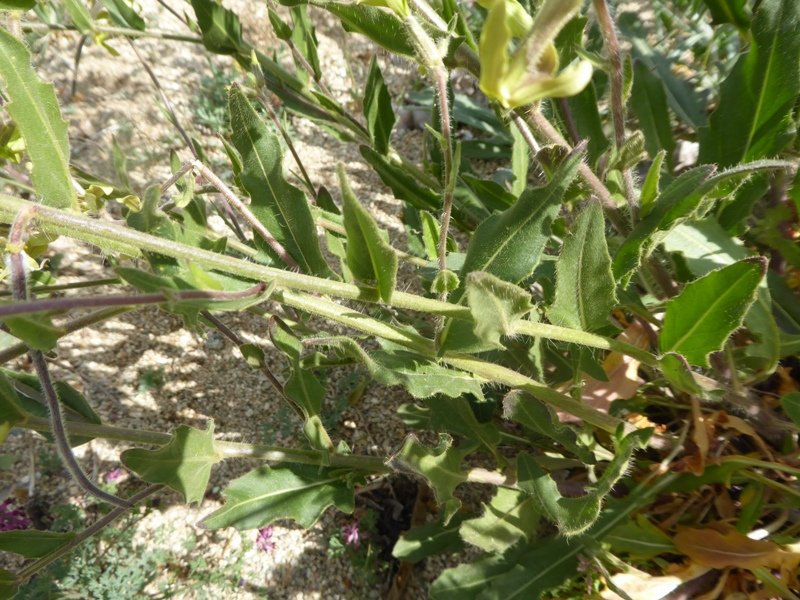 Brassicacée grande inconnue Grèce L2 Pyli   (5) W.jpg
