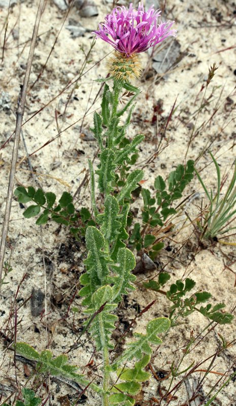 Astéracées - Centaurea sp 1 - red 1.jpg