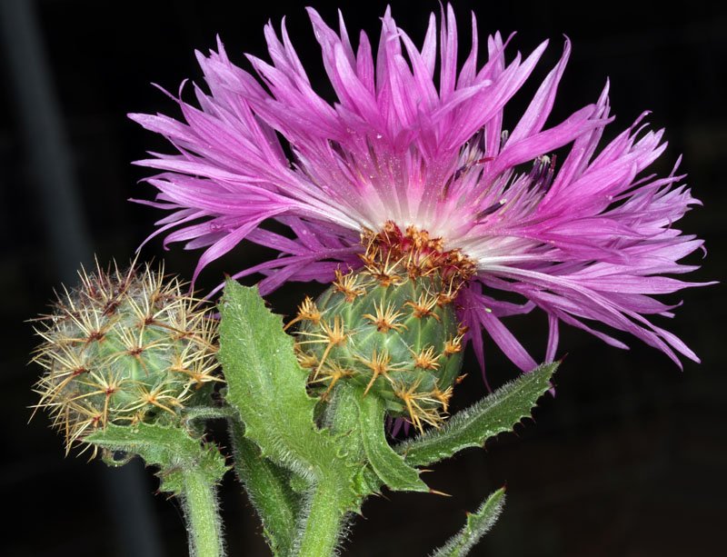 Astéracées - Centaurea sp 1 - red 2.jpg