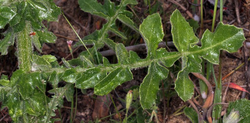 Astéracées - Centaurea sp 1 - red 5.jpg