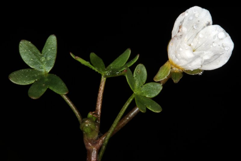 Ranunculacées - Ranunculus sp - red 1.jpg