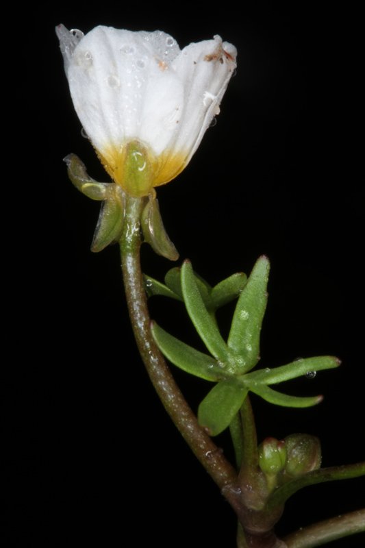 Ranunculacées - Ranunculus sp - red 2.jpg