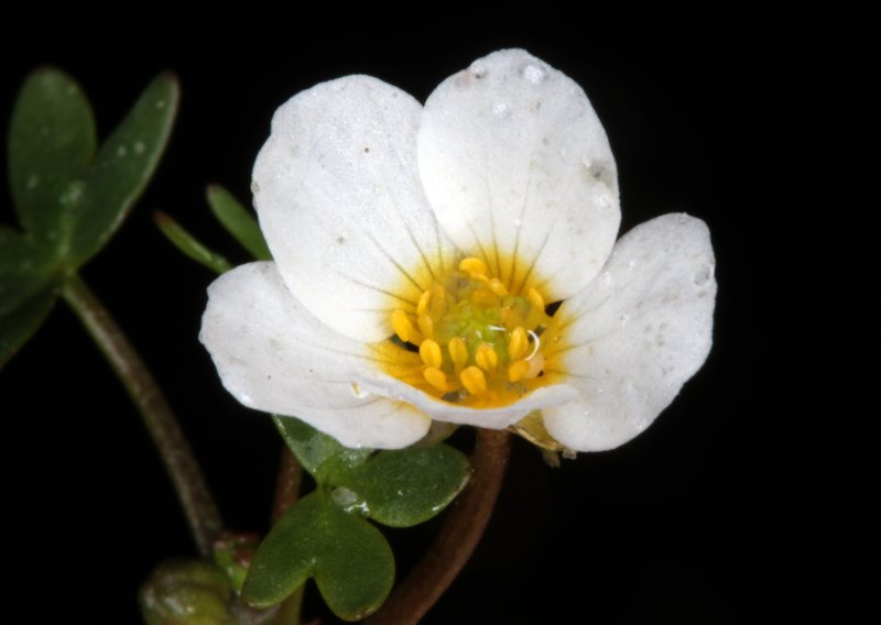 Ranunculacées - Ranunculus sp - red 3.jpg