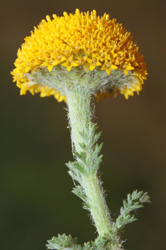 Astéracées - Anacyclus valentinus Red 1.jpg