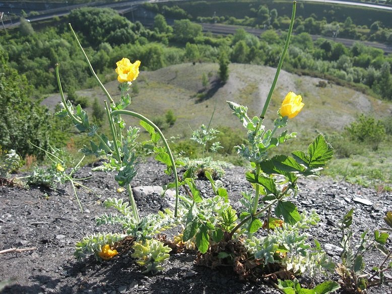 Glaucium flavum.jpg