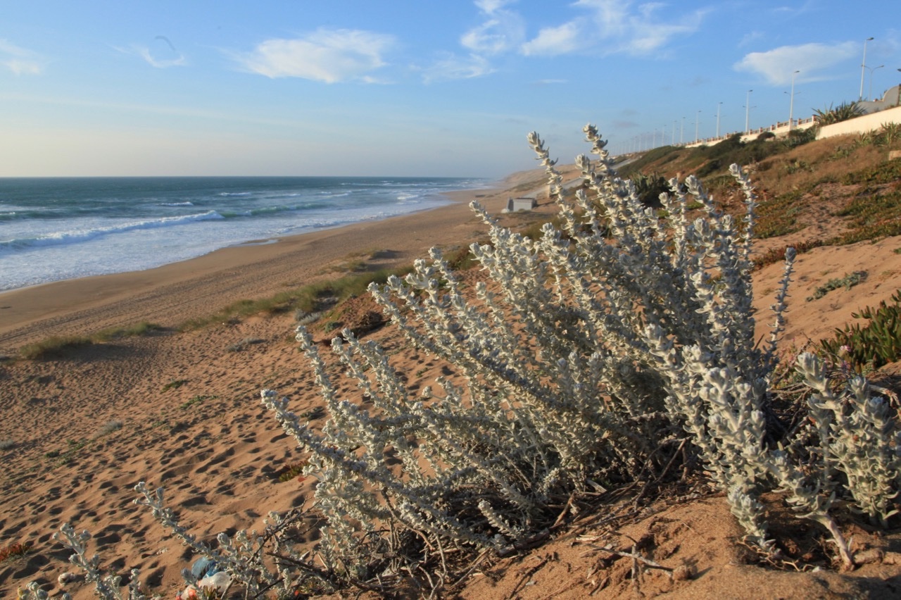 Achillea maritima .jpg