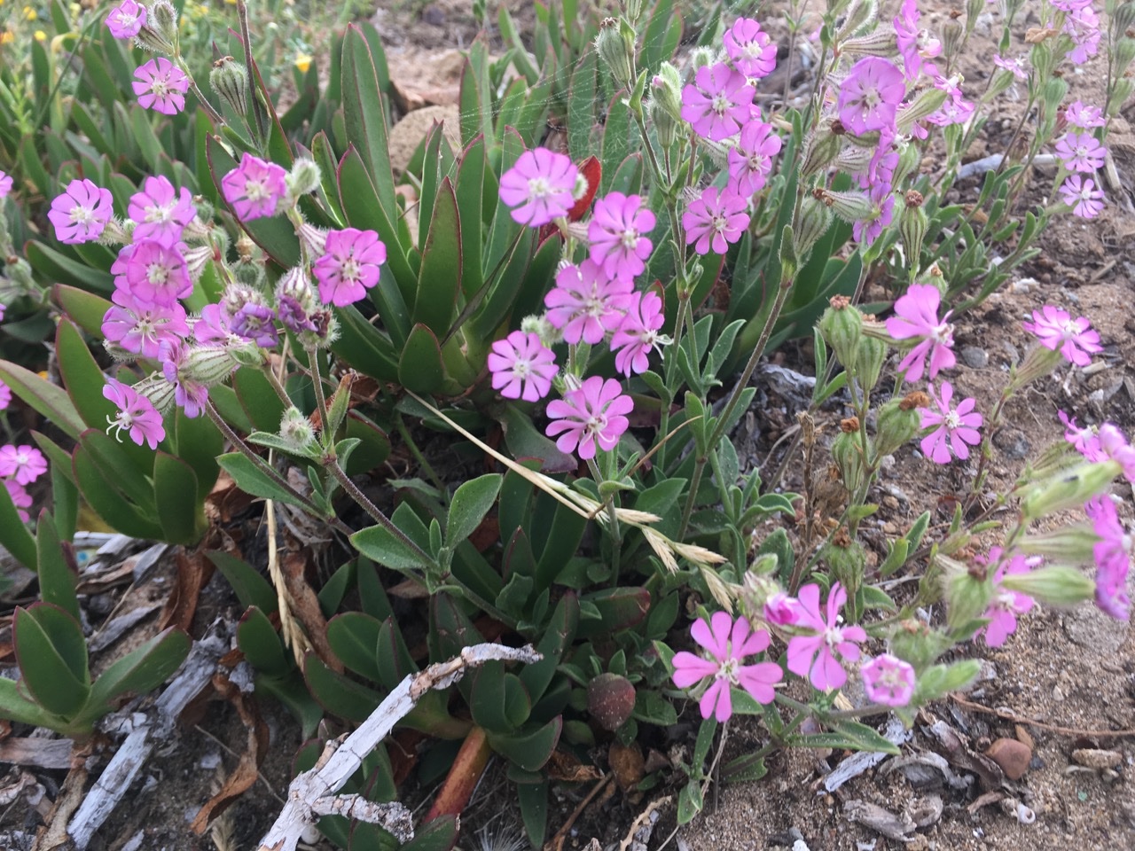 Silene colorata.jpg