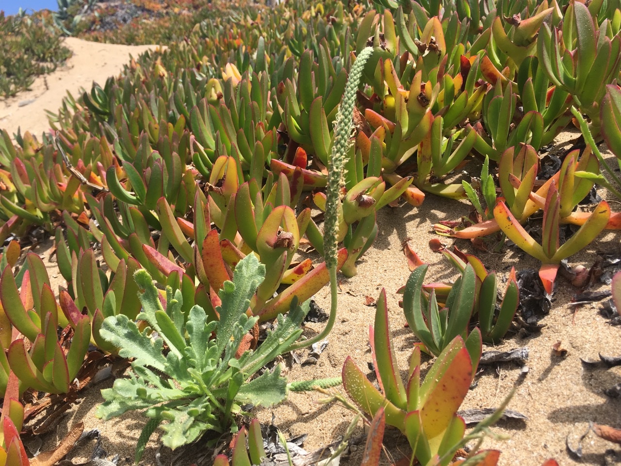 Plantago macrorhiza.jpg