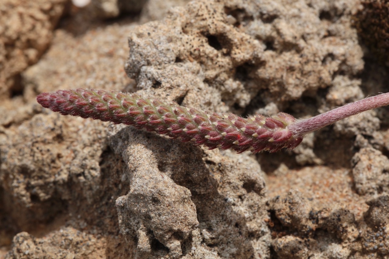 Plantago ma crorhiza.jpg