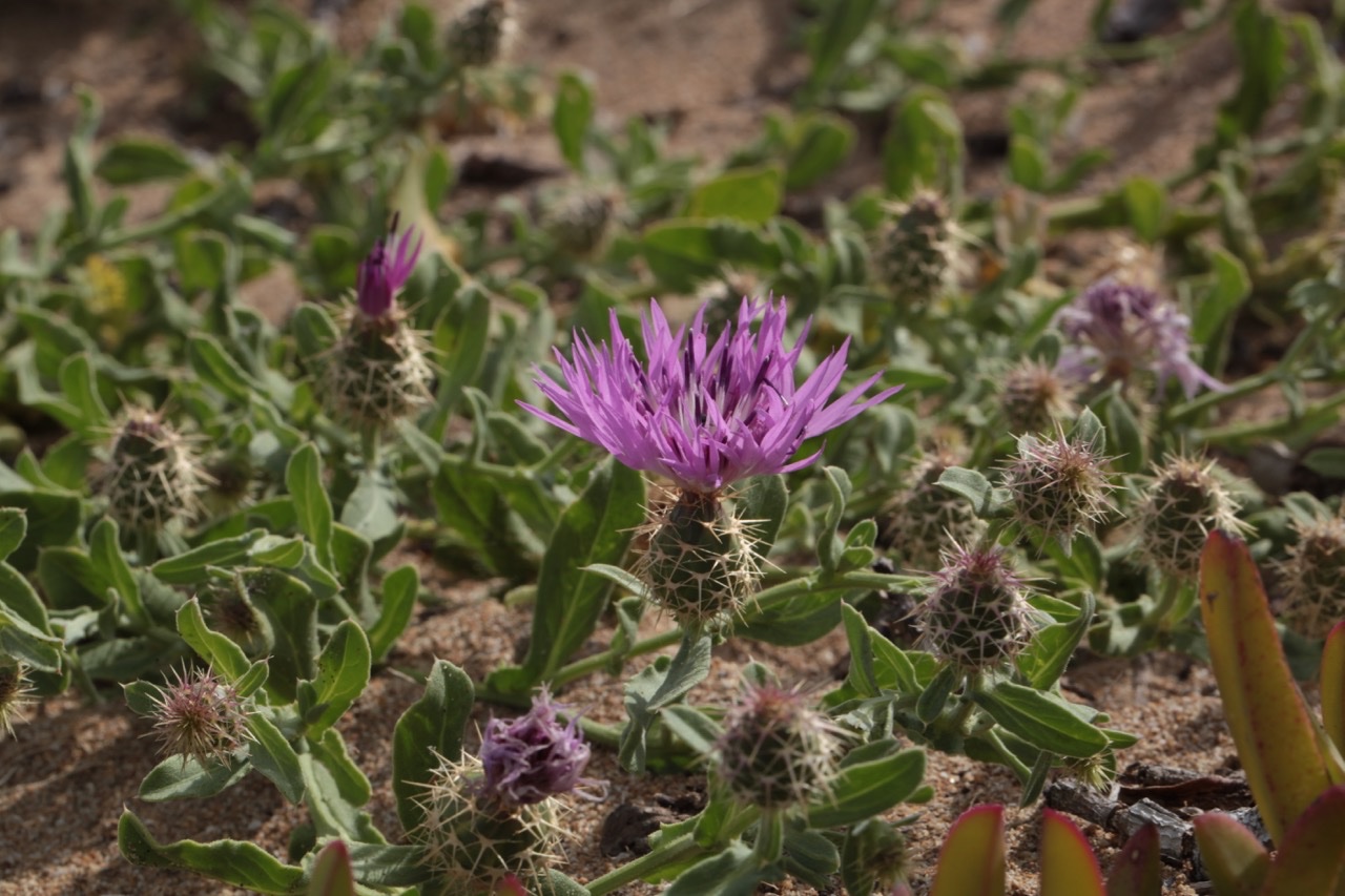 Centaurea sphaerocephala subsp. sphaerocephala.jpg