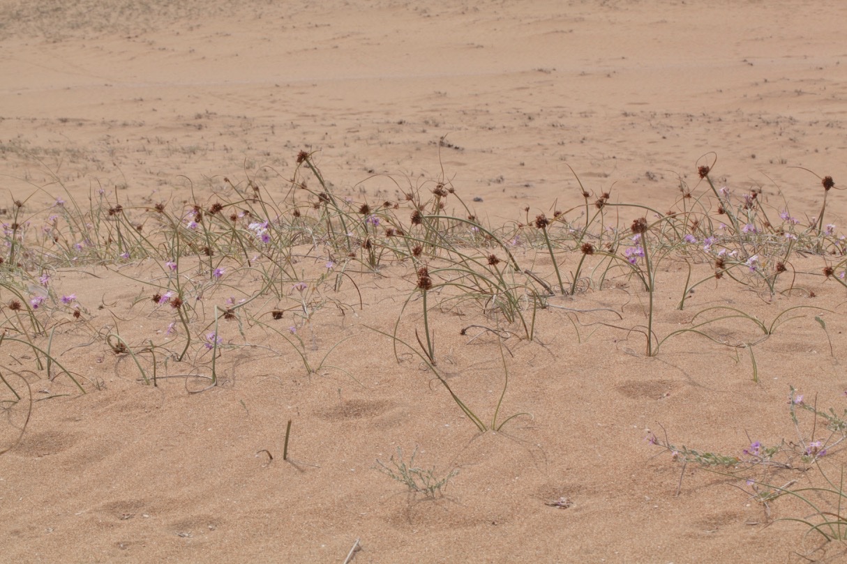 Cyperus capitatus.jpg