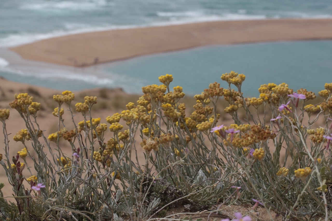 Helichrysum pendulum (C.Presl) C.Presl.jpg