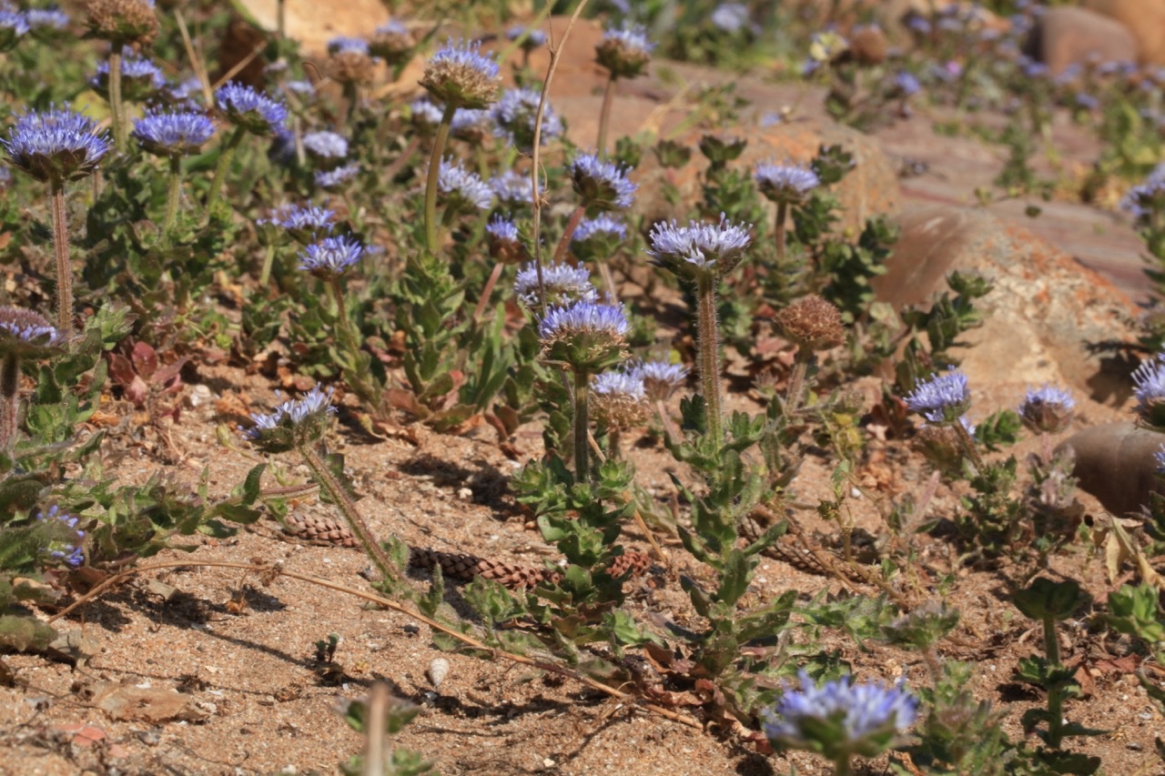 Jasione corymbosa 1.jpg