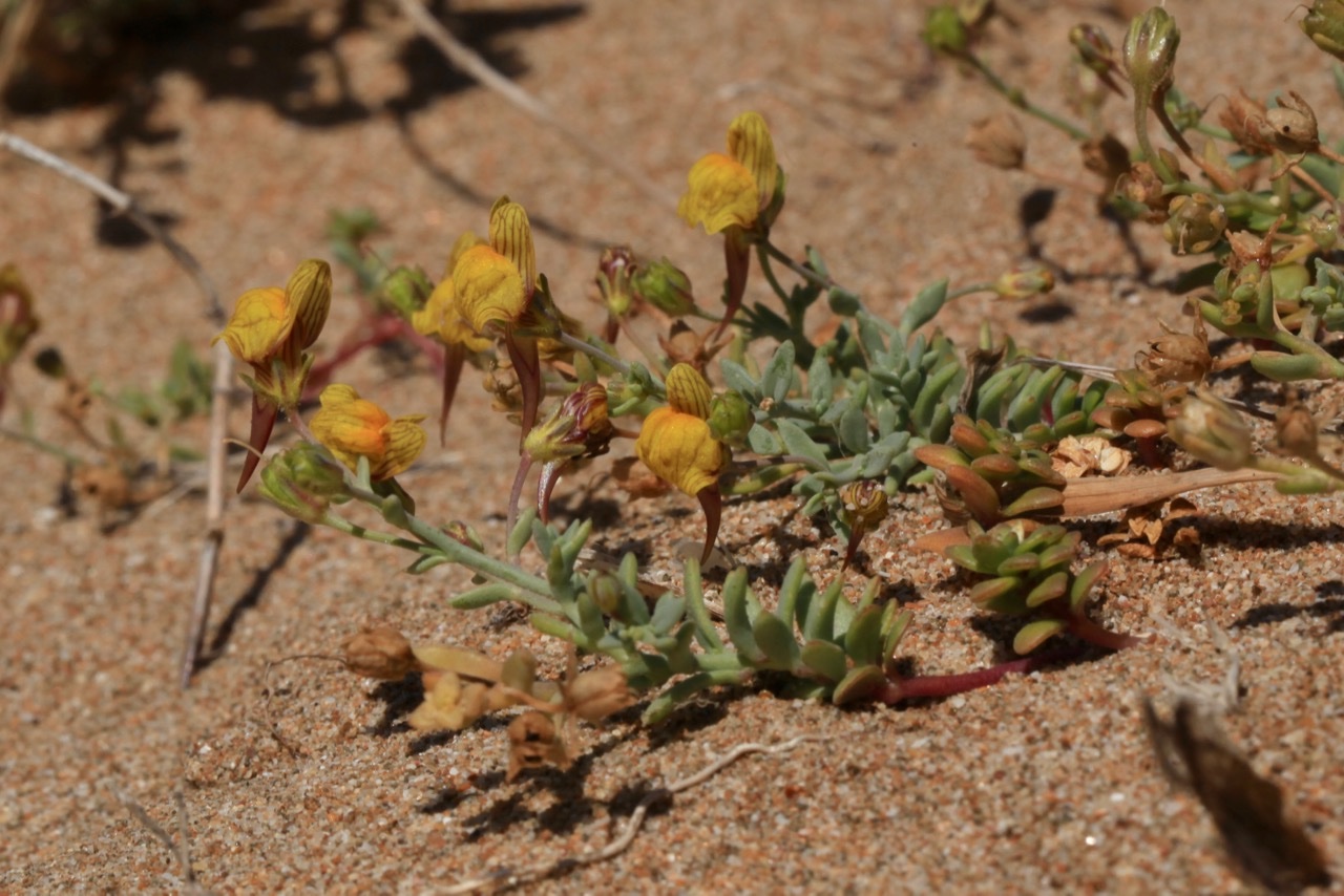 Linaria flava à confirmer.jpg