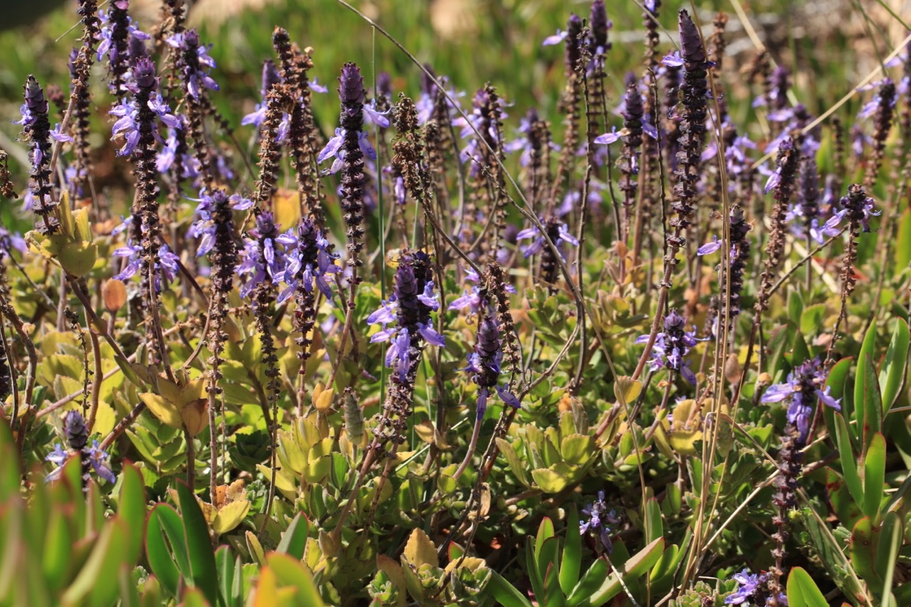 Plectranthus caninus.jpg