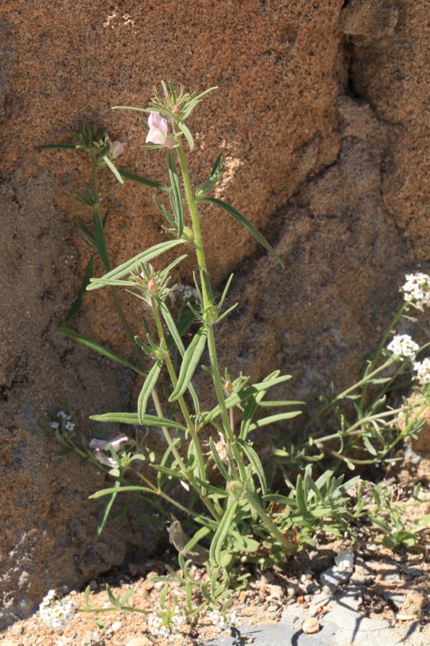 Misopates calycinum .jpg