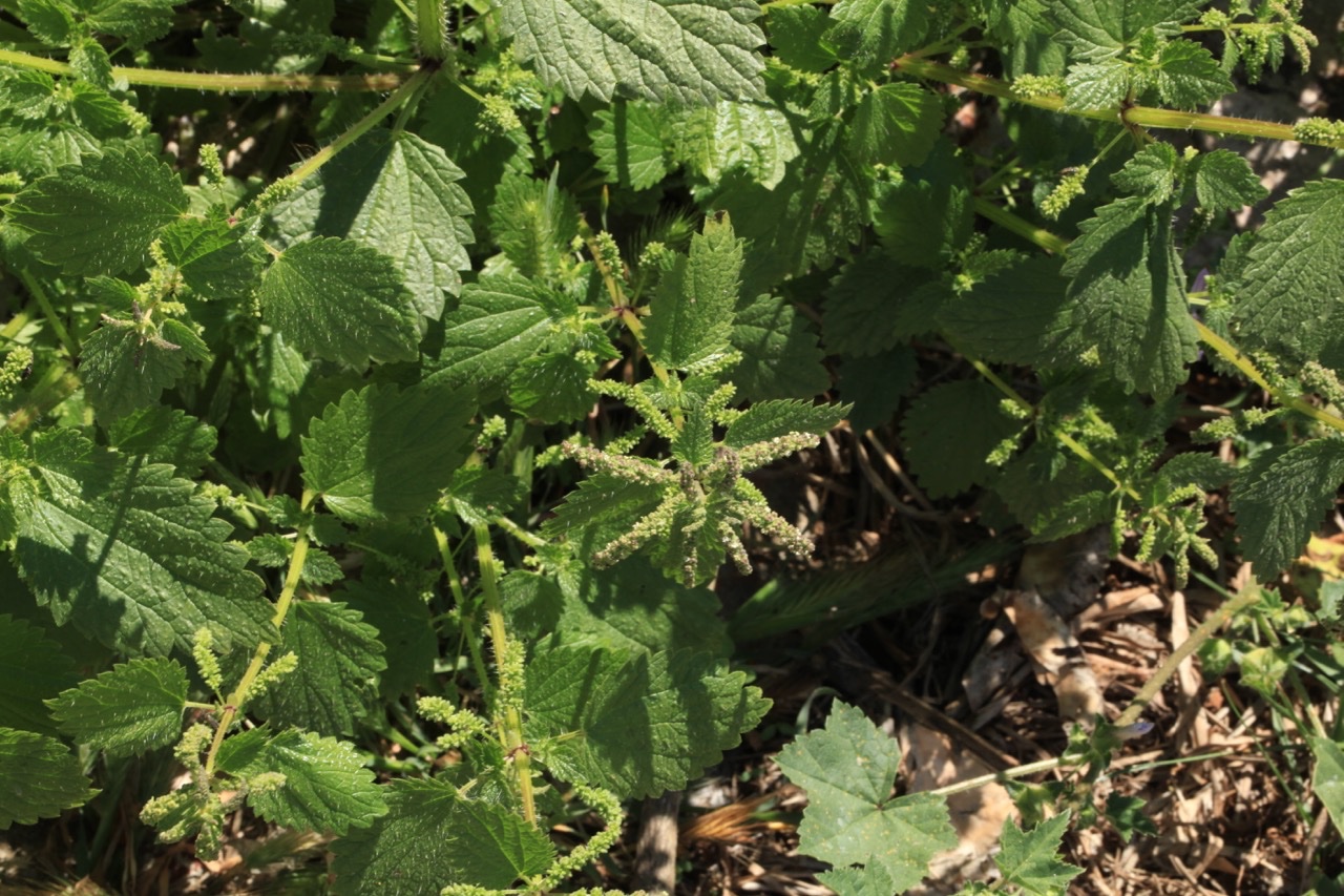 Urtica membranacea.jpg